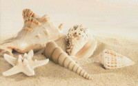 АКЦИЯ Amalfi sand decor 01 250х400 (1-й сорт) - керамическая плитка
